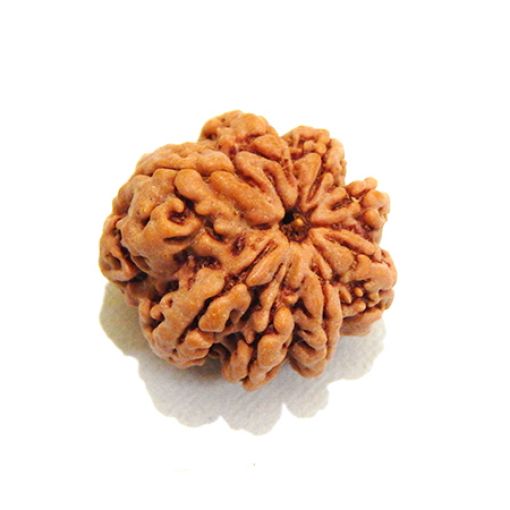 Eight Mukhi Nepali Rudraksha
