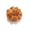 Eight Mukhi Nepali Rudraksha