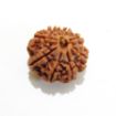 8 mukhi Nepali Rudraksha