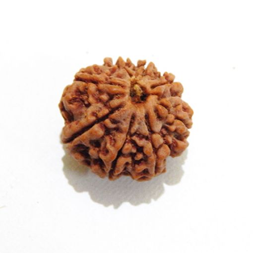 8 mukhi Nepali Rudraksha