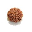 8 mukhi Nepali Rudraksha