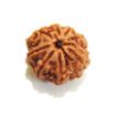 8 mukhi Nepali Rudraksha