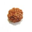 8 mukhi Nepali Rudraksha