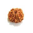 8 mukhi Nepali Rudraksha