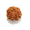 8 mukhi Nepali Rudraksha