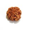 8 mukhi Nepali Rudraksha