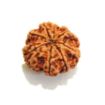 8 mukhi Nepali Rudraksha