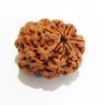 8 mukhi Nepali Rudraksha