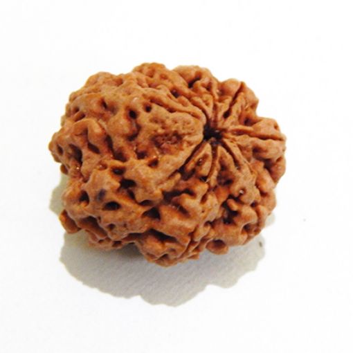 8 mukhi Nepali Rudraksha