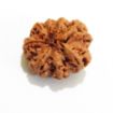8 mukhi Nepali Rudraksha