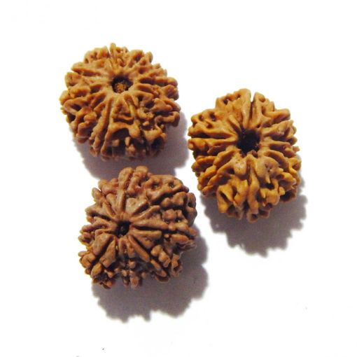 Nine Mukhi Nepali Rudraksha Lot