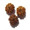 Nine Mukhi Nepali Rudraksha Lot