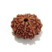 Nine Mukhi Rudraksha