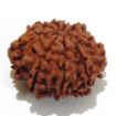 Nine Mukhi Rudraksha