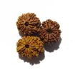 Ten Mukhi Rudraksha Lot