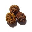 Ten Mukhi Rudraksha Lot