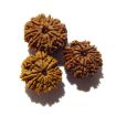 Ten Mukhi Rudraksha Lot