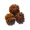Ten Mukhi Rudraksha Lot