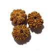 Ten Mukhi Rudraksha Lot