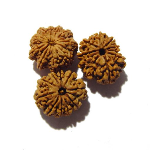 Ten Mukhi Rudraksha Lot