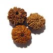 Ten Mukhi Rudraksha Lot