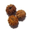 Ten Mukhi Rudraksha Lot