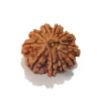 Ten Mukhi Rudraksha