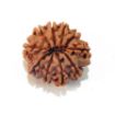 Ten Mukhi Rudraksha