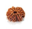 Ten Mukhi Rudraksha