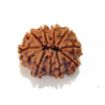 Ten Mukhi Rudraksha