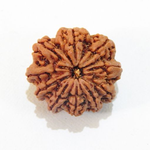 Ten Mukhi Rudraksha