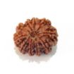 Ten Mukhi Rudraksha