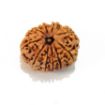 Ten Mukhi Rudraksha