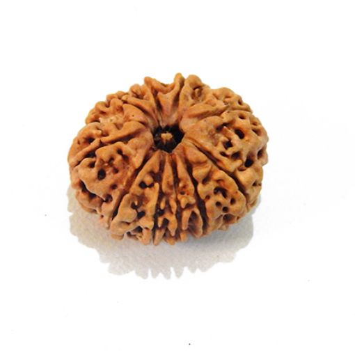 Ten Mukhi Rudraksha