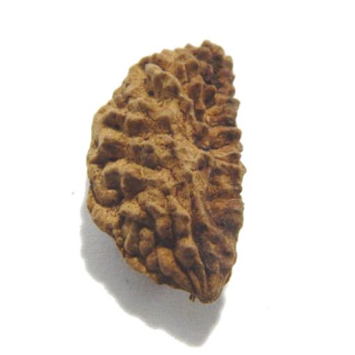 Ek Mukhi Rudraksha