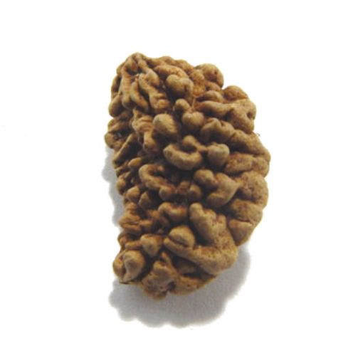 one mukhi rudraksha