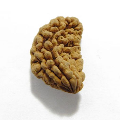 one mukhi rudraksha