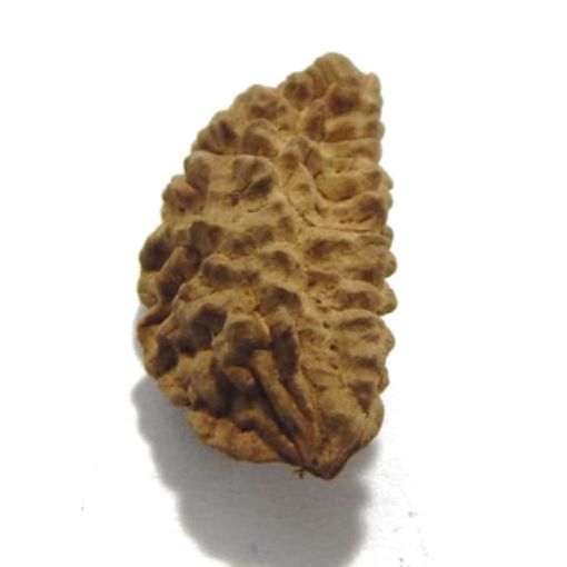 one mukhi rudraksha