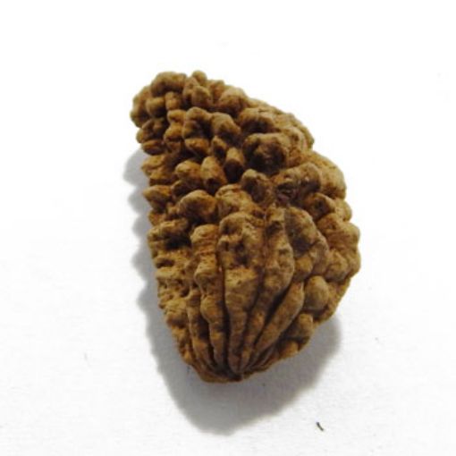 one mukhi rudraksha