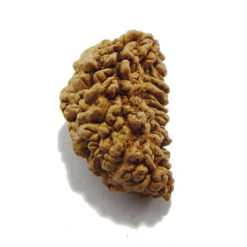 one mukhi rudraksha