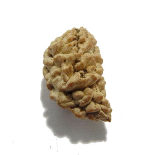one mukhi rudraksha