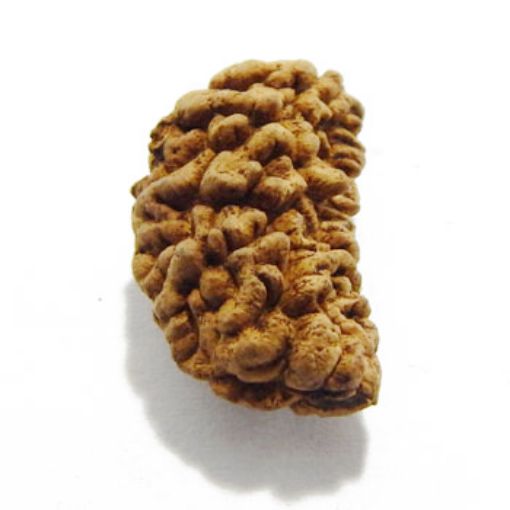 one mukhi rudraksha