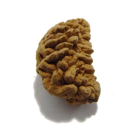 one mukhi rudraksha