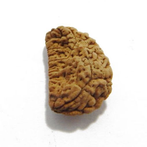 one mukhi rudraksha