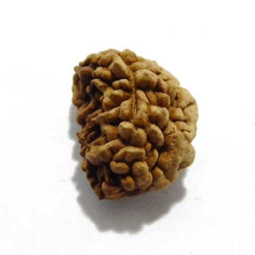 one mukhi rudraksha