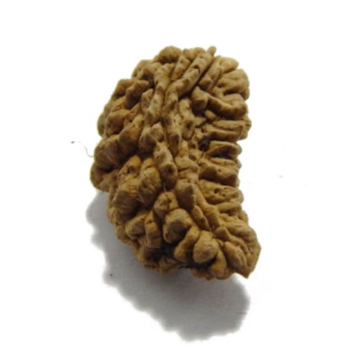 one mukhi rudraksha