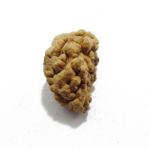 one mukhi rudraksha