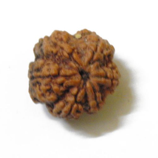 Six Mukhi Nepali Rudraksha