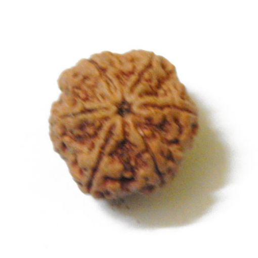 Six Mukhi Nepali Rudraksha