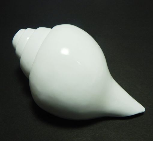 Blowing Shankh